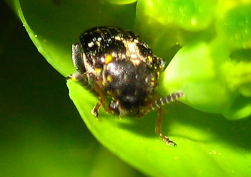 Bruchus sp.